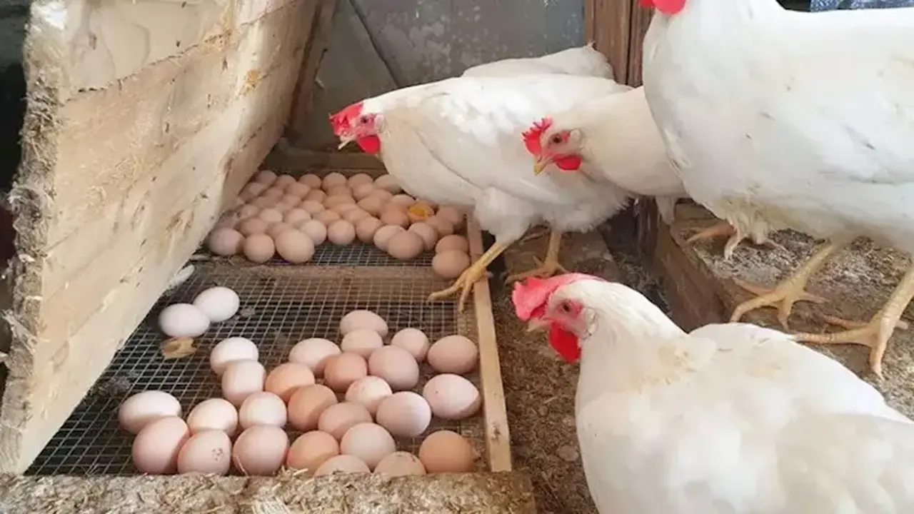 قفزة في أسعار الدواجن والبيض بجميع الأسواق المصرية خلال تعاملات يوم السبت